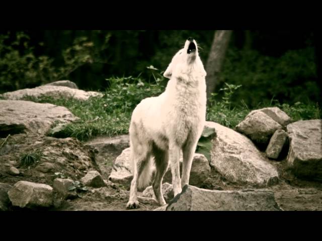 Eerily beautiful. White Wolves howling in the deer park - Schaurig schön. Wölfe heulen im Wildpark.