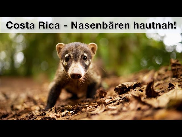 Costa Rica Teil 3 - Tierfotografie im Nebelwald Monte Verde (VLOG + Tipps)