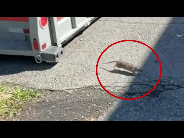 RAT INFESTATION | Residents of Ottawa neighbourhood dealing with growing rodent problem