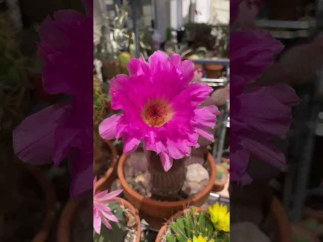 🌸Today’s #cactus flowers. Thanks to a sun shiny morning!🌼
