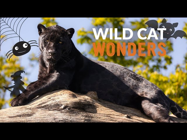 Why are some JAGUARS BLACK? | Wild Cat Wonders | Episode 12