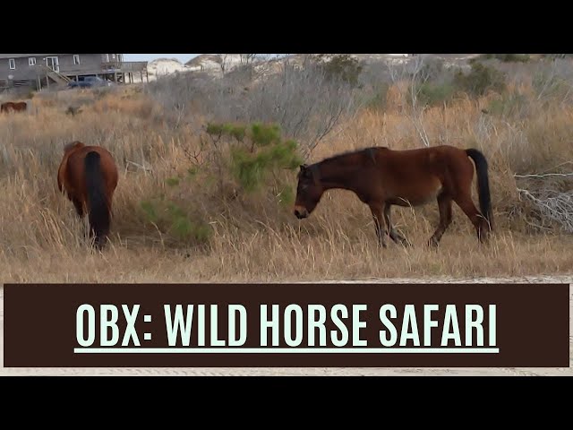 Outer Banks: Searching the beaches for wild horses