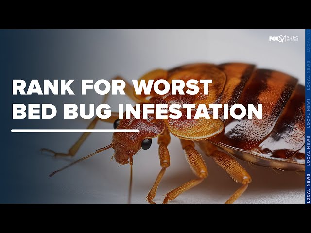 San Antonio has a high bed bug infestation risk