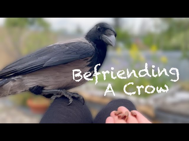How To Befriend A Crow - The Ultimate Guide