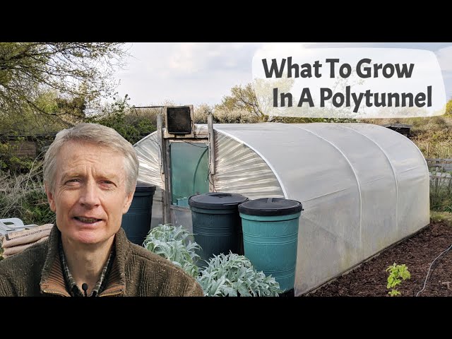 What To Grow In A Polytunnel - A complete introduction to polytunnel growing and plants to grow