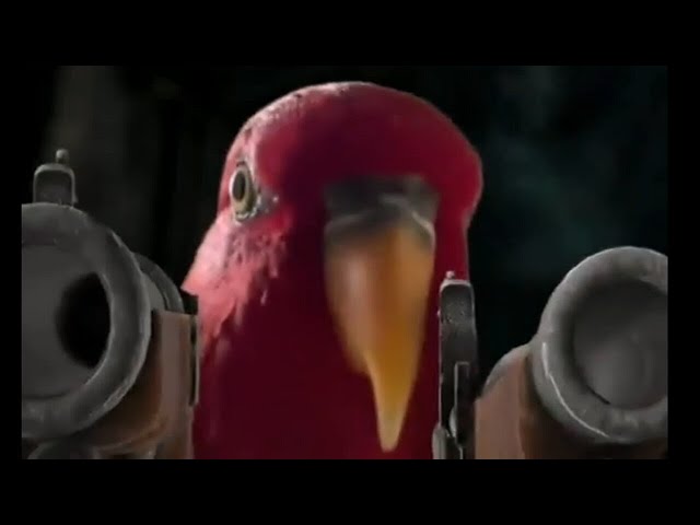 Red Bird Meme Compilation