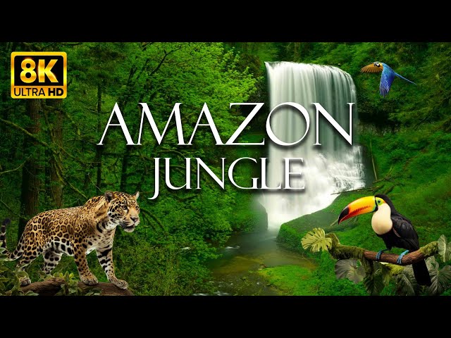 Amazon Jungle 8K ULTRA HD - Amazon Rainforest | Relaxation Film