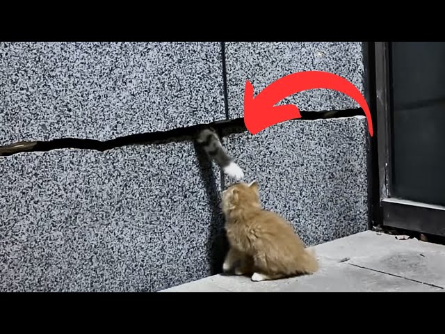 The kitten fell through the crack and got separated from his parents, helplessly circling in place