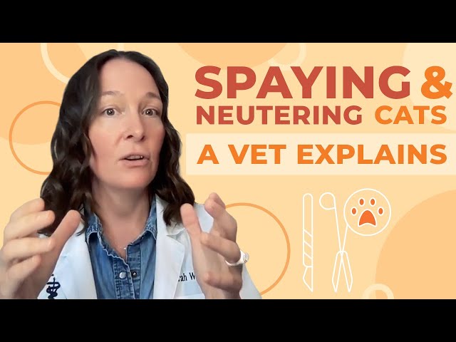 The Truth About Spaying and Neutering Cats: A Complete Guide