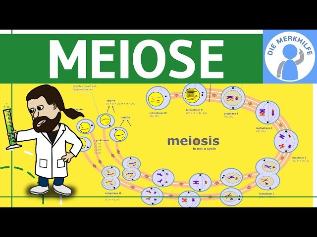 Meiose einfach erklärt - Zellteilung 2 - Zellzyklus, Ablauf, Phasen & Zusammenfassung