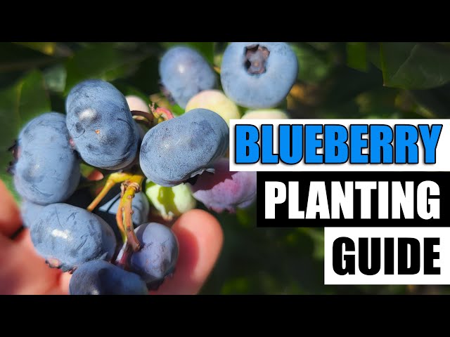Planting Guide For Blueberries