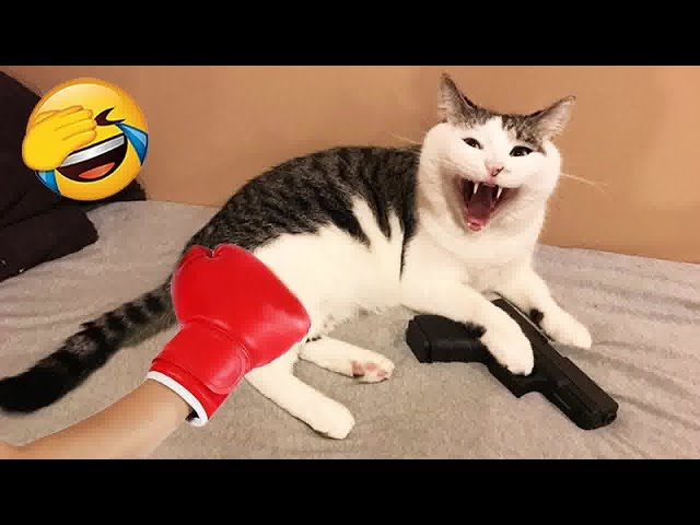 YOU LAUGH YOU LOSE🥰Best Funny Animals Video 2024😽🐶Part 18