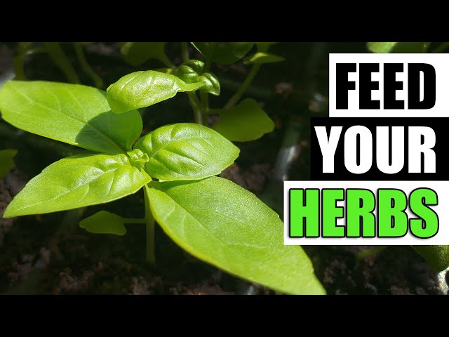 Fertilizing Indoor Herbs - Garden Quickie Episode 119