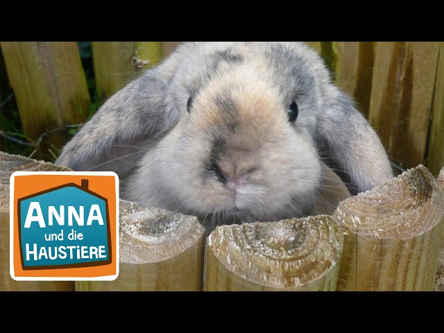Kaninchen | Information für Kinder | Anna und die Haustiere