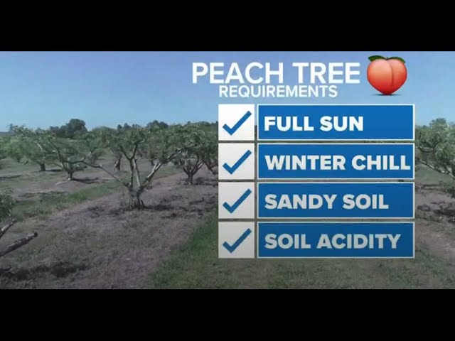 Weather's affect on peaches in South Carolina
