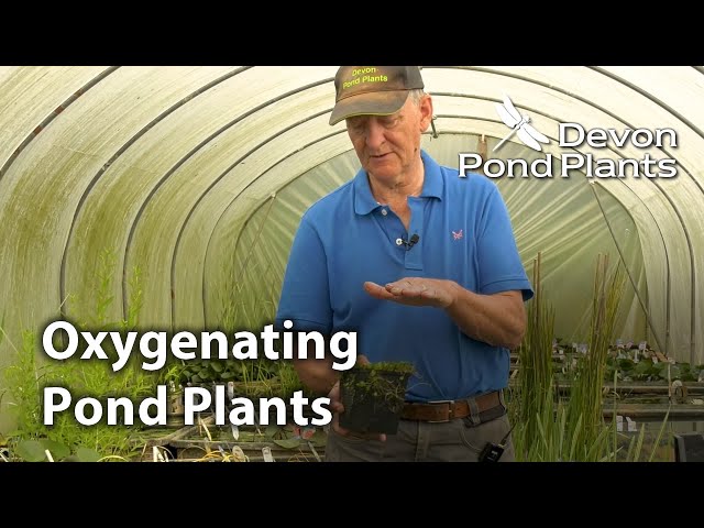 Oxygenating Pond Plants Guide - Pond Oxygenators Explained