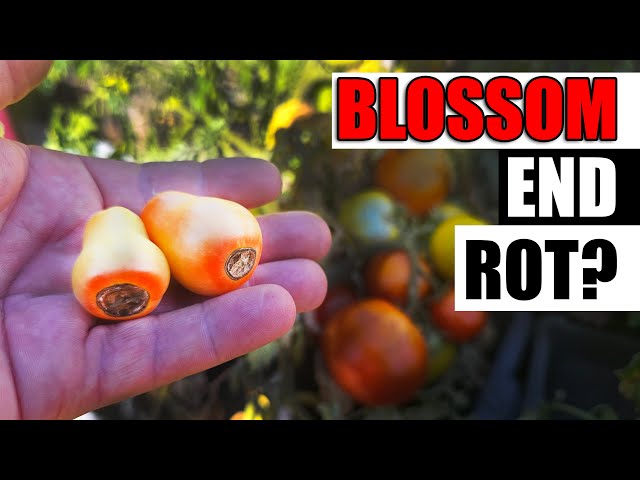 Fix Blossom End Rot Easily!