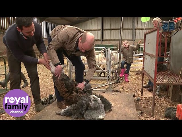 Duke and Duchess of Cambridge try sheep shearing