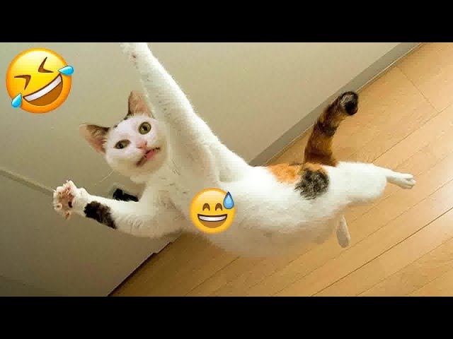 🐱🤣 Funny Dog And Cat Videos 🤣🐱 Best Funny Animal Videos 2024 #14