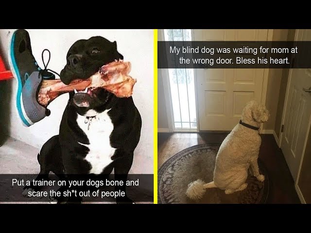 Funny And Cute Dog Snapchats That Will Make Your Day Better