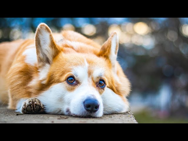 Dog Music: Video Entertaining Cure Boredom for Dog - Soothing Music for Anxious Dogs When Home Alone