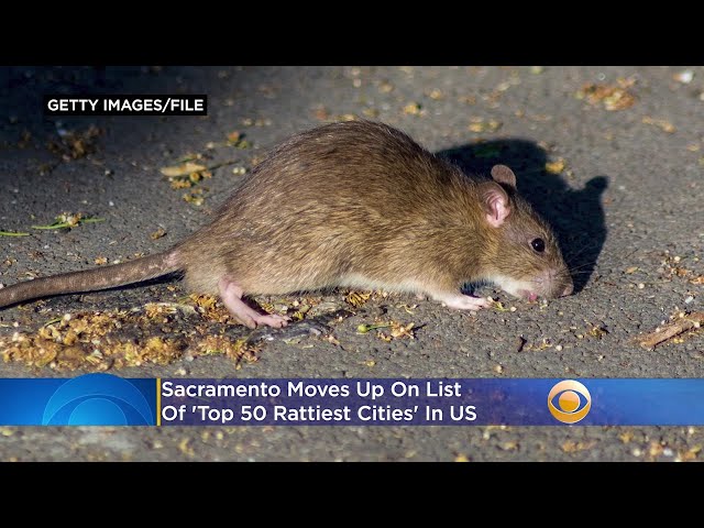 Sacramento Moves Up On List Of 'Top 50 Rattiest Cities' In US