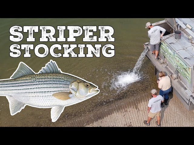 Striper Stocking on Lake Cumberland