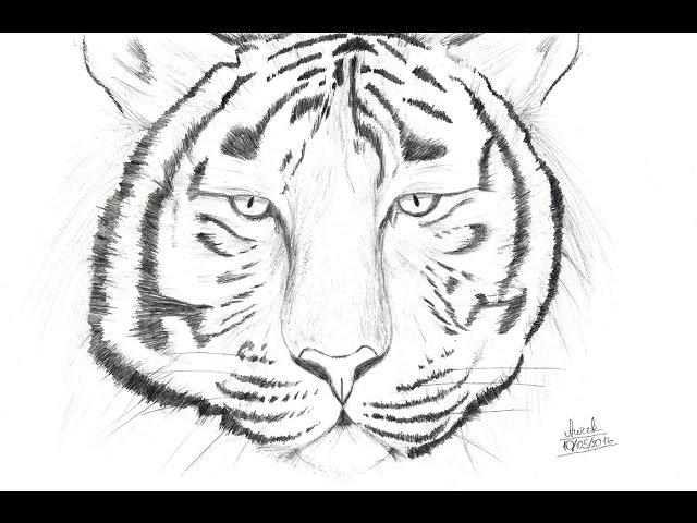 Прорисовка тигра / How to draw a tiger