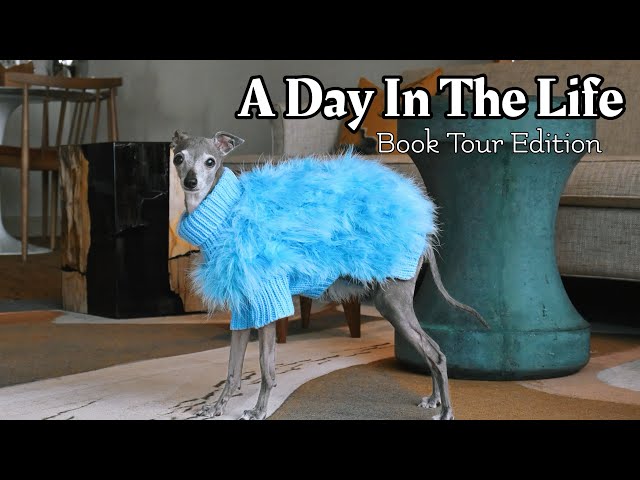 A Day In The Life of A Four-Legged Influencer: Book Tour Edition!