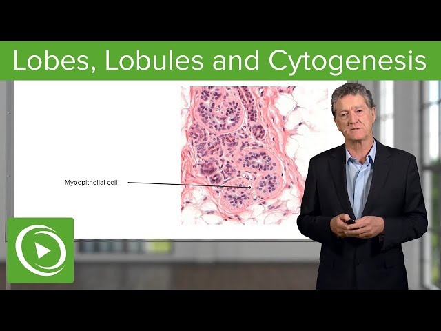 Lobes, Lobules and Cytogenesis – Histology | Lecturio