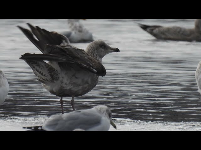 Visiting Winter Gulls–8 Feb 2024–Androscoggin County Maine