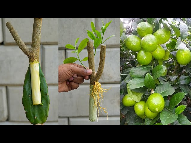 Propagate lemon stem with cactus | How to grow  lemon tree
