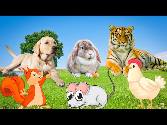 Animal food - Dog, Tiger, Chicken, Rabbit, Mouse - Funny animals