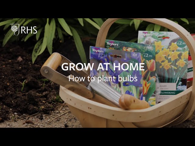 How to plant bulbs | Grow at Home | RHS
