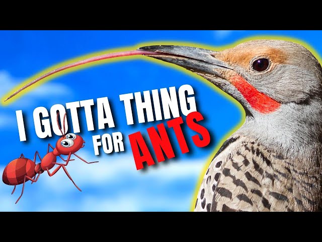 A Lot of Birds Will Avoid Ants But Not the Northern Flicker
