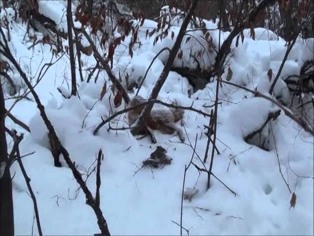 Snaring bobcats and fox in snow trails