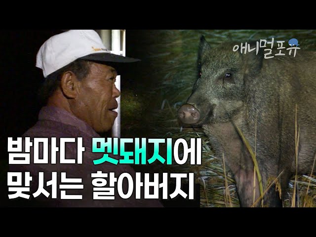 멧돼지와 인간의 공존은 가능한가? 멧돼지 때문에 매일 밤 잠 못 이루시는 할아버지 | KBS 환경스페셜 070117 방송
