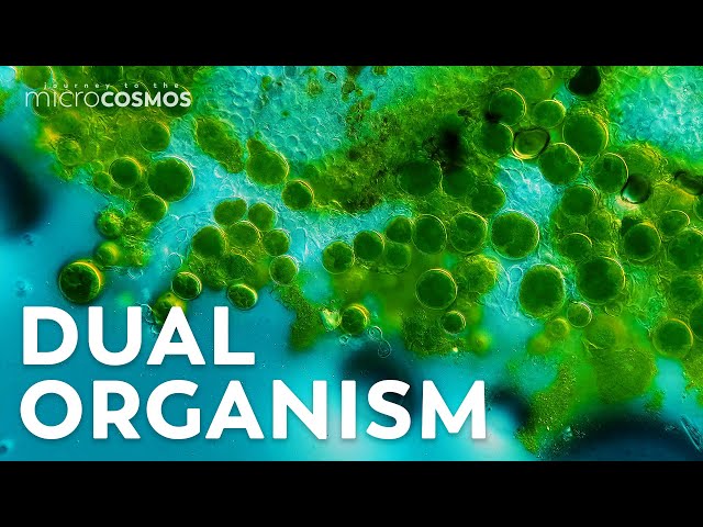 Lichen: The Mysterious Love Child of Fungi and Algae
