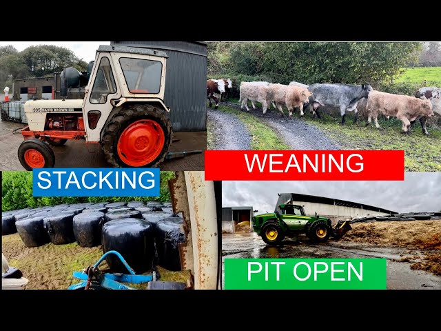 STACKING BALES - SILAGE PIT OPENING - WEANING CALVES - COWS IN