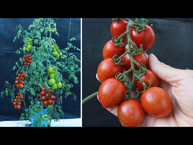 Growing Chocolate Tomatoes At Home - The Secret To Many Tomatoes