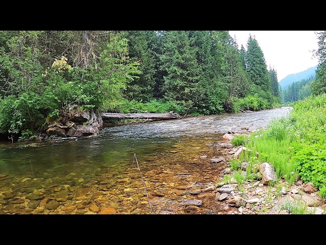 Incredible backcountry dry fly fishing for native cutthroat!