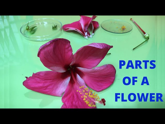 Parts of a Flower and their Functions | Dissection of a Hibiscus | Gumamela, China Rose, ดอกชบา |