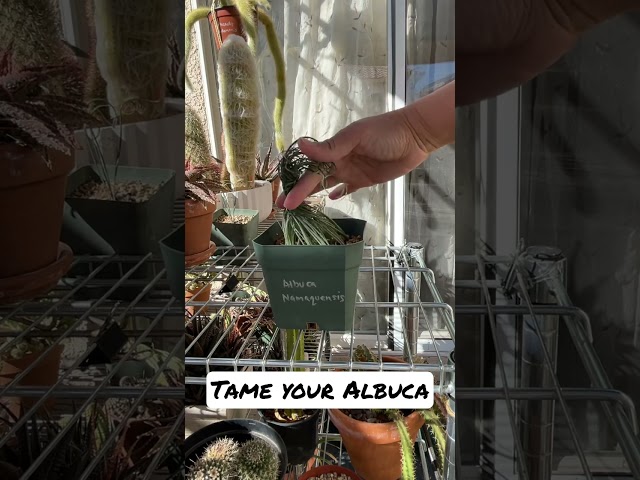 Is your #Albuca growing unruly? #succulents