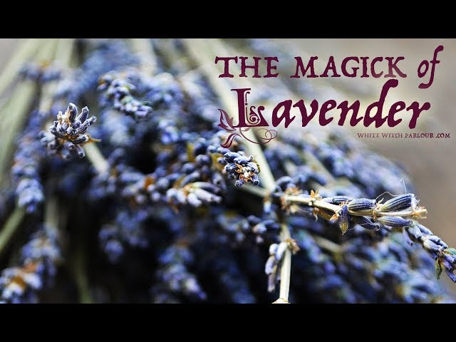 The Magick of Lavender ~ The White Witch Parlour