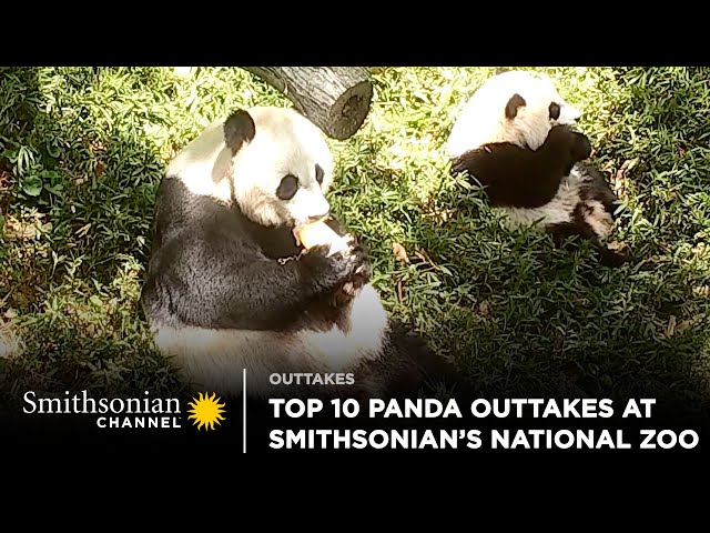 Top 10 Panda Cam Outtakes At Smithsonian's National Zoo 🐼 Smithsonian Channel