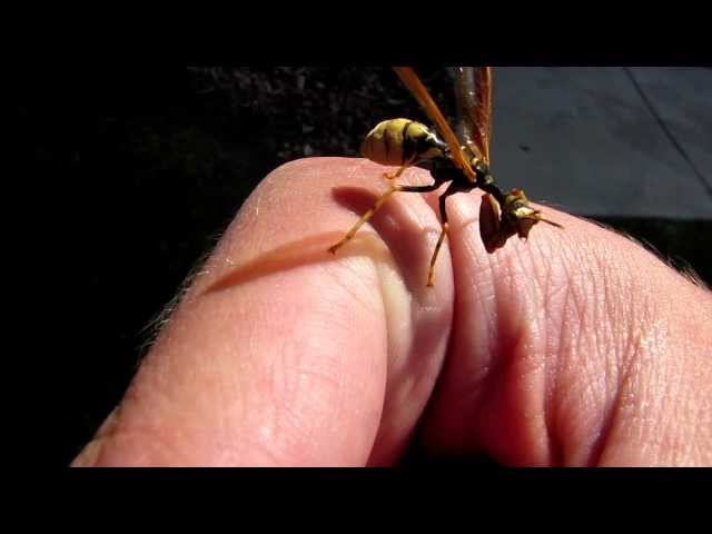 Mantidfly - Looks like Praying Mantis and Wasp
