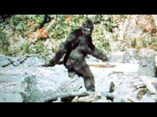 What If Big Foot Was Real?