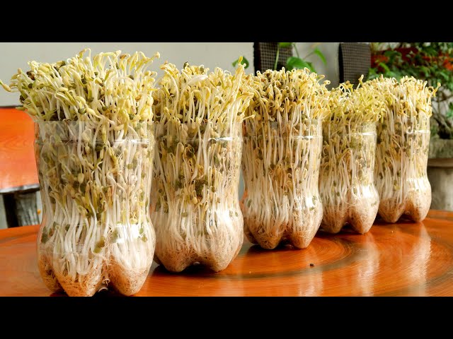 How to grow Mung Bean Sprouts at home easily, harvest after 3 days