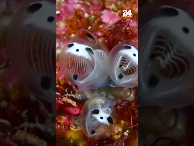 Jezivo ili slatko? Ovo je kostur morske pande, najnovije malene vrste u Japanu