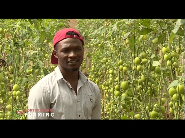 Young farmer making a fortune from Greenhouse tomato farming - Brian Anangwe |part 2|